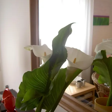 Panzió A Casa Romar Torino