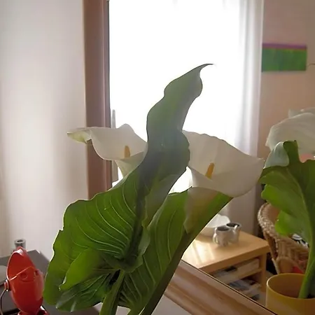 Nocleg ze śniadaniem A Casa Romar Turyn